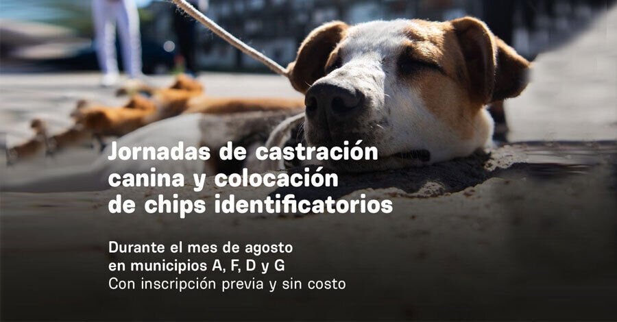 Jornada de castraciones de perros 2022