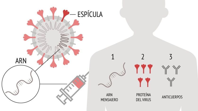 ARN mensajero protein