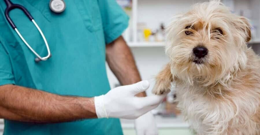 Castraciones gratuitas de perros