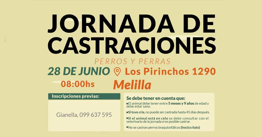 Jornada de Castraciones de perros y perras en Melilla