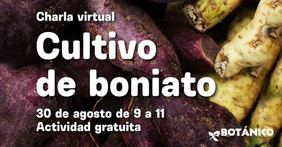 Charla virtual gratuita de Cultivo de Boniato