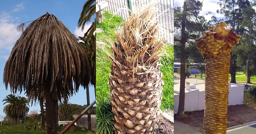 Palmeras afectadas por el picudo rojo en colon