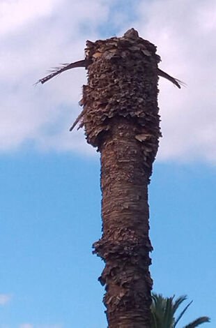 palmeras picudo rojo en colon 