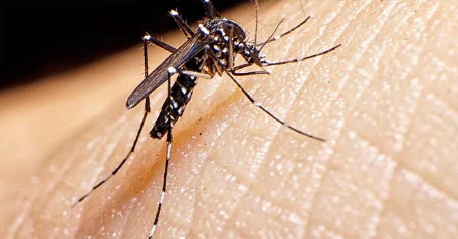 Recomendaciones por la presencia de Aedes Aegypti
