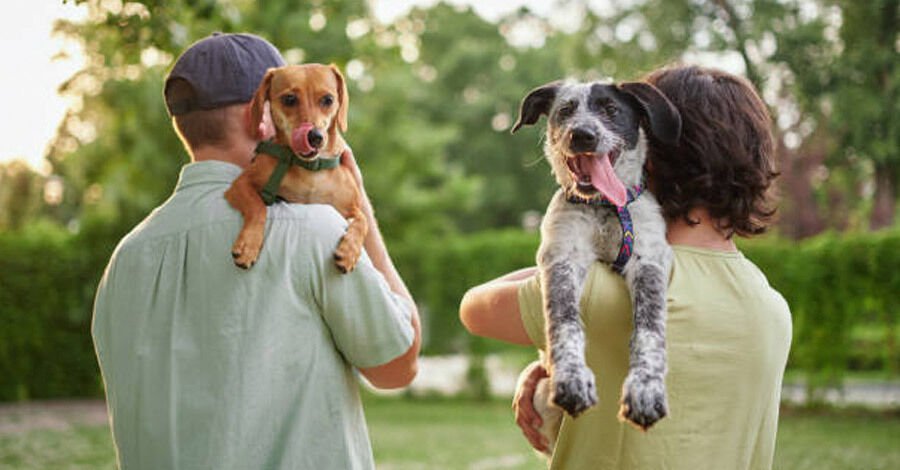 Jornada de adopción de perros y gatos