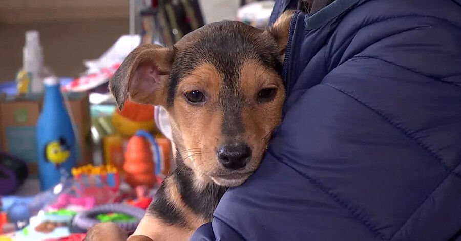 Jornada de adopción de animales en el Velódromo