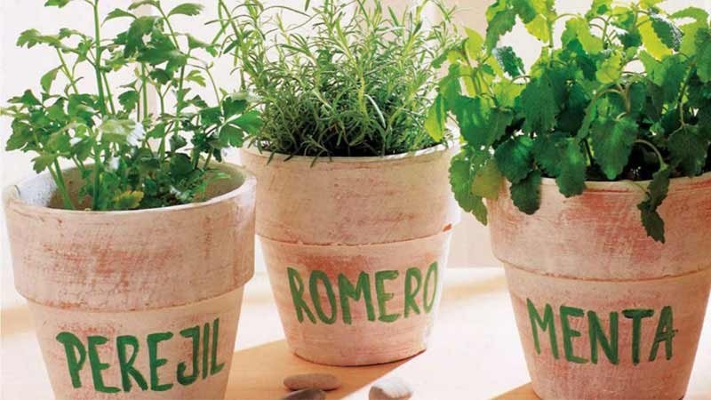 plantas diversas