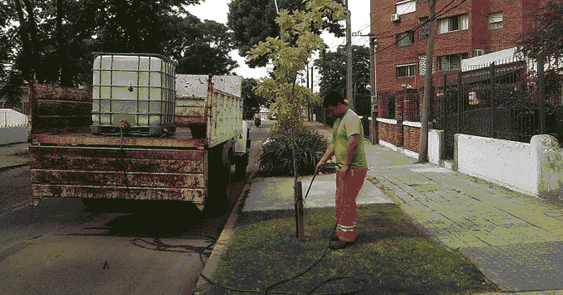 plantando arboles