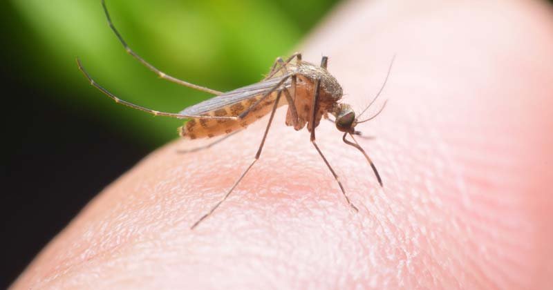 ahuyentar mosquitos