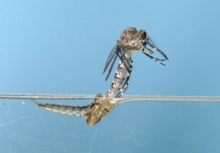 aedes aegypti naciendo