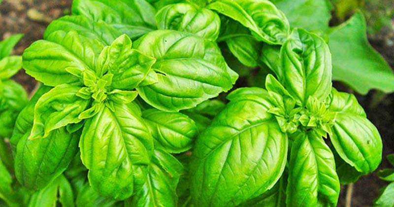 planta de albahaca