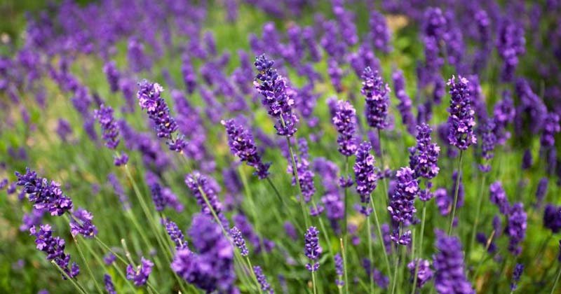 planta de lavanda