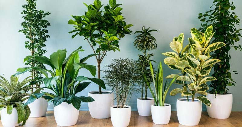 plantas