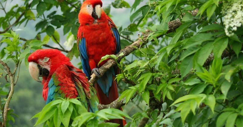 biodiversidad 1