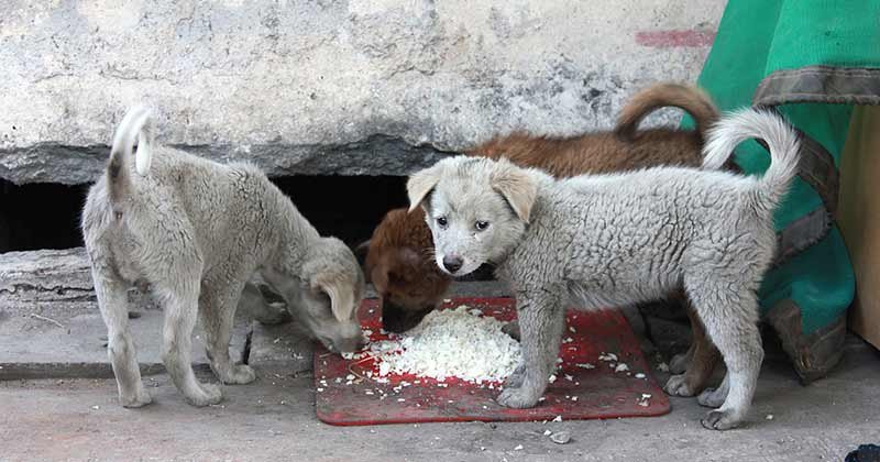 perros portada