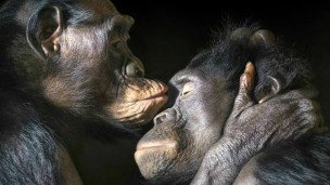 bonobos 304x171 timflach nocredit